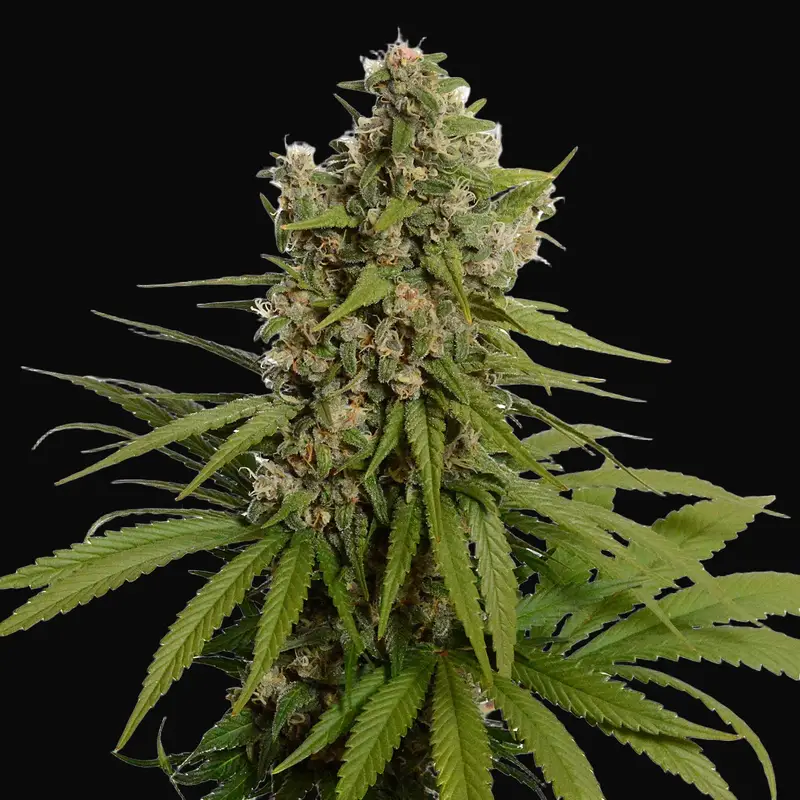 Blue Amnesia Haze