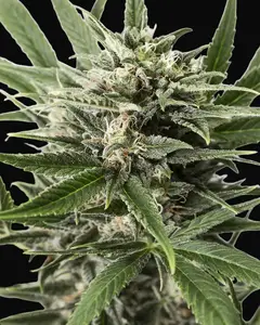 Blue Amnesia XXL Auto