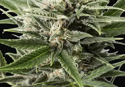 Blue Amnesia XXL Auto