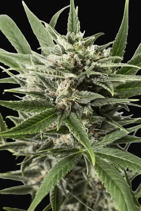 Blue Amnesia XXL Auto