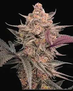 Blue Applez