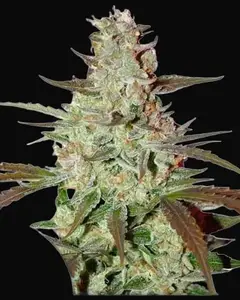 Blue Auto Mazar
