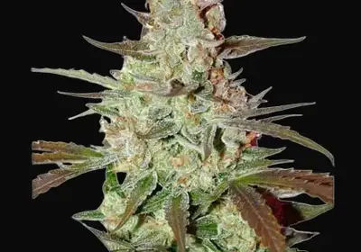 Blue Auto Mazar