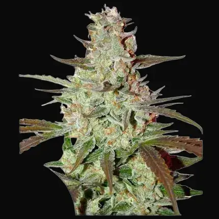 Blue Auto Mazar