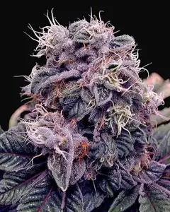 Blue Berry