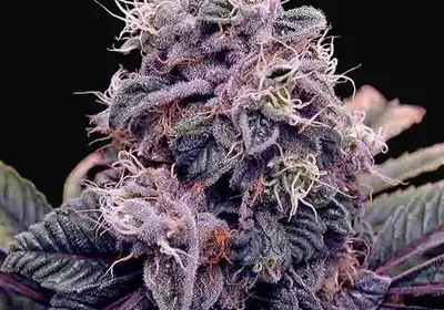 Blue Berry