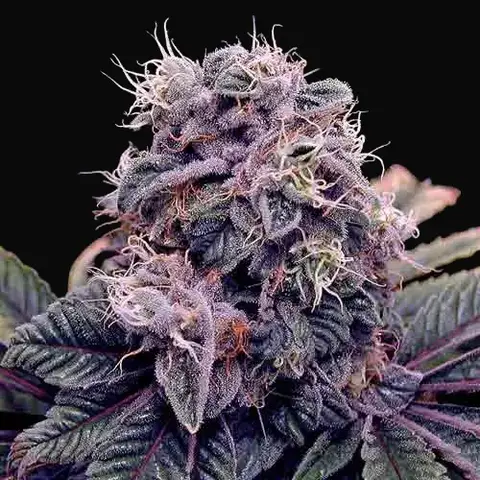 Blue Berry