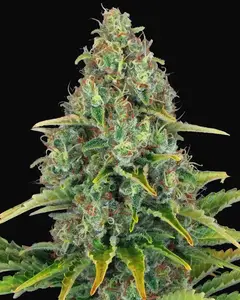 Blue Cheese Auto