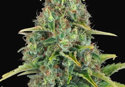 Blue Cheese Auto