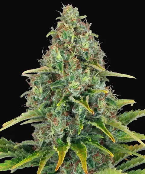 Blue Cheese Auto