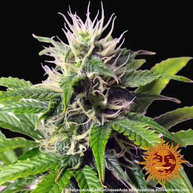 Blue Cheese Auto — zdjęcie 4