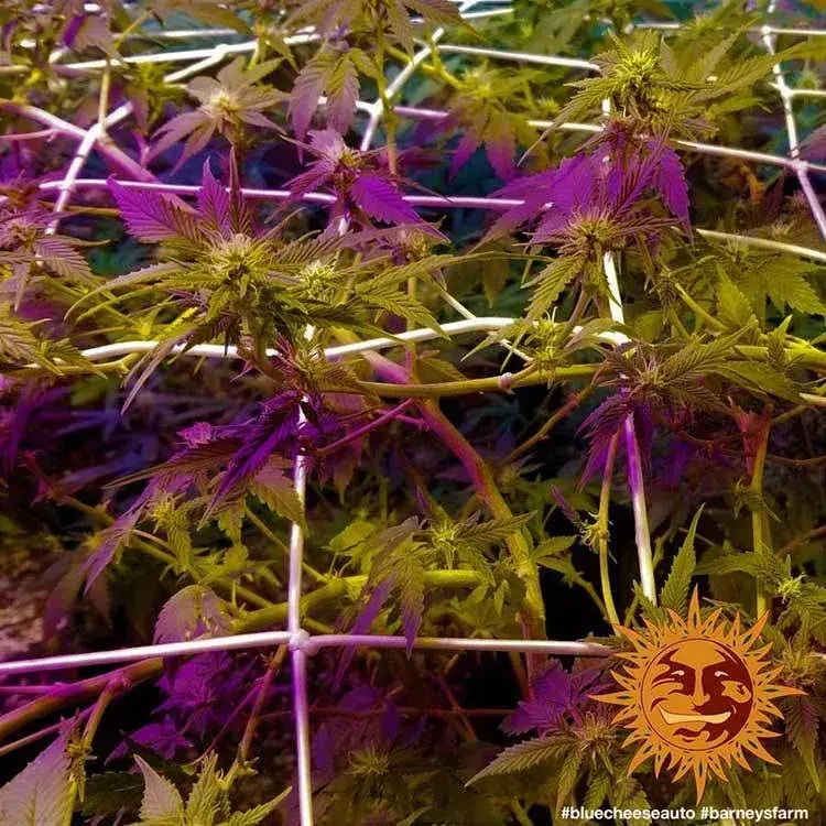 Blue Cheese Auto — zdjęcie 2