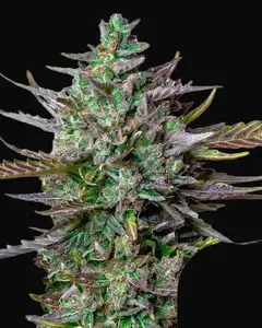 Blue Cheese Auto