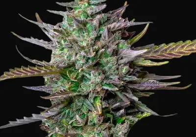 Blue Cheese Auto