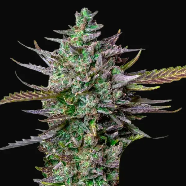 Blue Cheese Auto