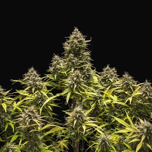 Blue Cheese Auto — zdjęcie 3