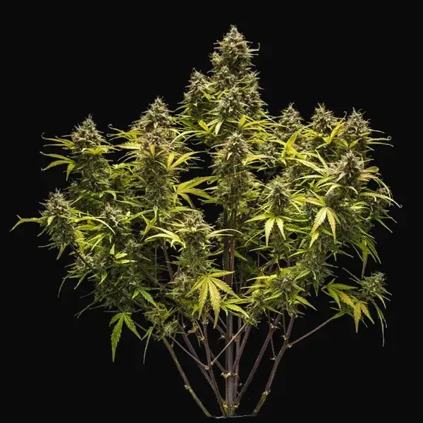 Blue Cheese Auto — zdjęcie 2