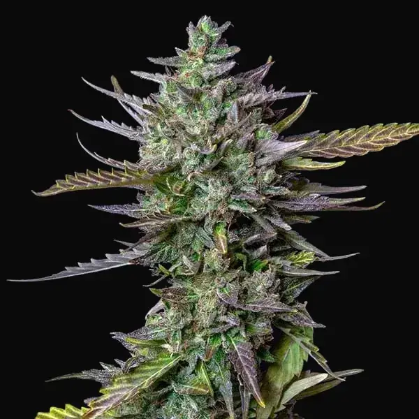 Blue Cheese Auto — zdjęcie 7