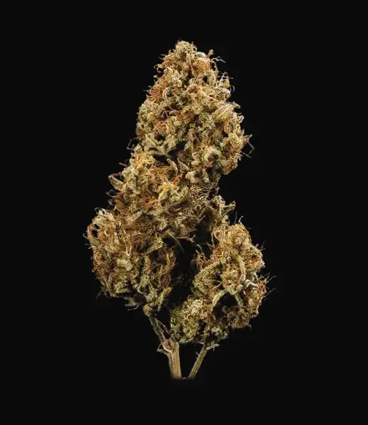 Blue Cheese Auto — zdjęcie 9