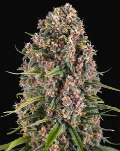 Blue Cheese