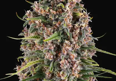 Blue Cheese