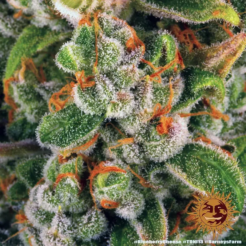 Blue Cheese — zdjęcie 4