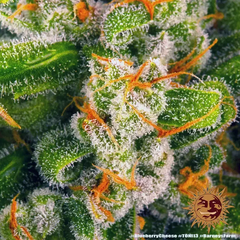 Blue Cheese — zdjęcie 5