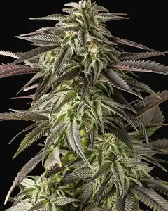 Blue Cheese