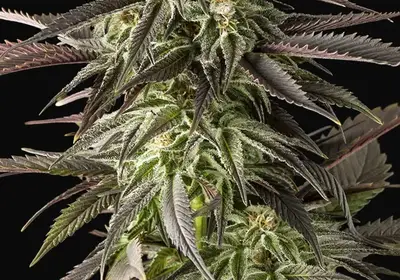 Blue Cheese
