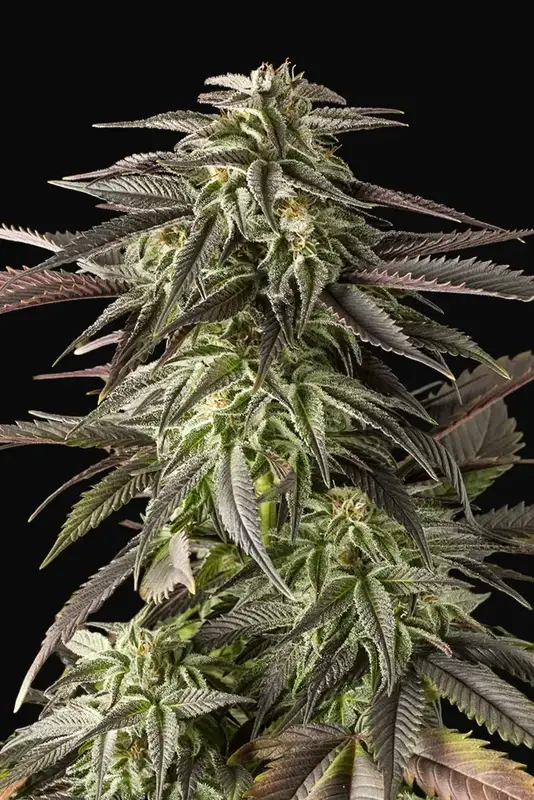Blue Cheese