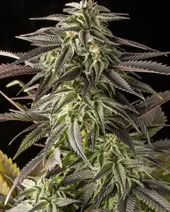 Blue Cheese