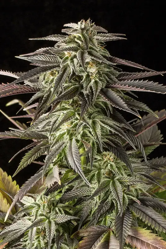 Blue Cheese