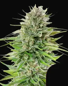 Blue Cheese