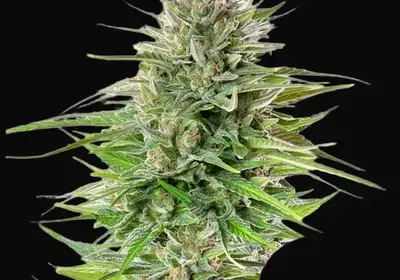 Blue Cheese