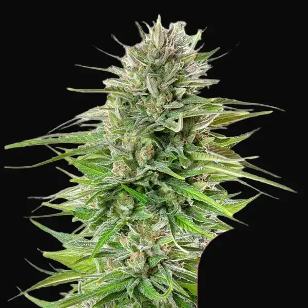 Blue Cheese