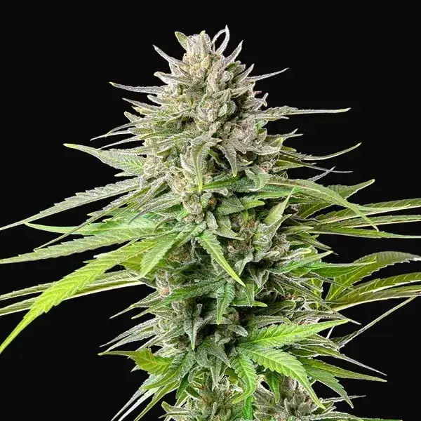 Blue Cheese — zdjęcie 4