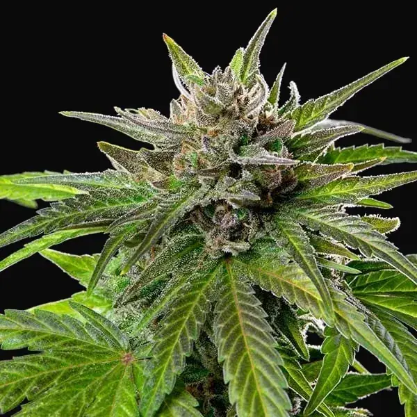 Blue Cheese — zdjęcie 6