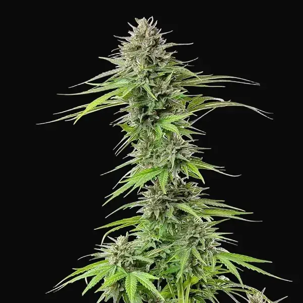 Blue Cheese — zdjęcie 2