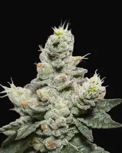 Blue Cookies x OG Kush