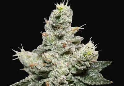 Blue Cookies x OG Kush
