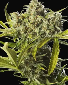 Blue Critical Auto