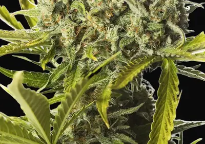 Blue Critical Auto