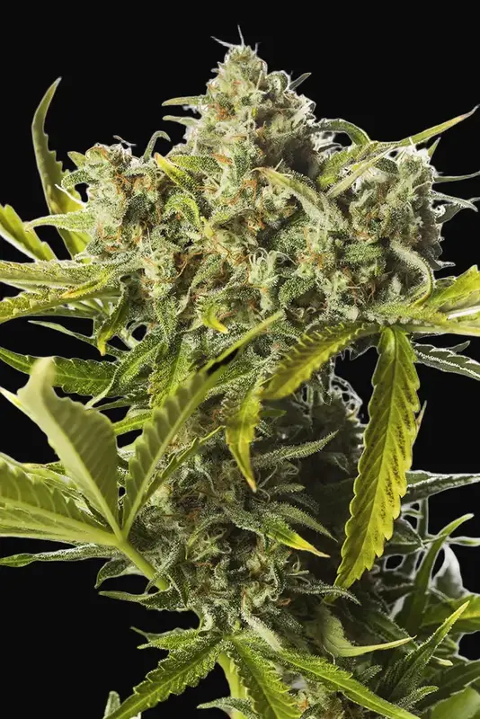 Blue Critical Auto