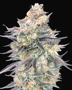Blue Dream
