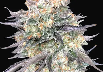 Blue Dream