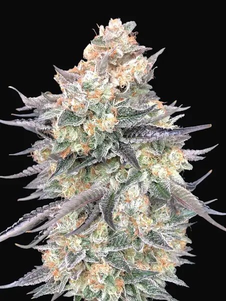 Blue Dream