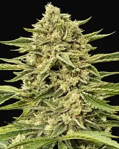 Blue Dream Auto