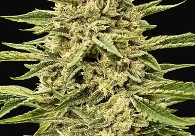 Blue Dream Auto
