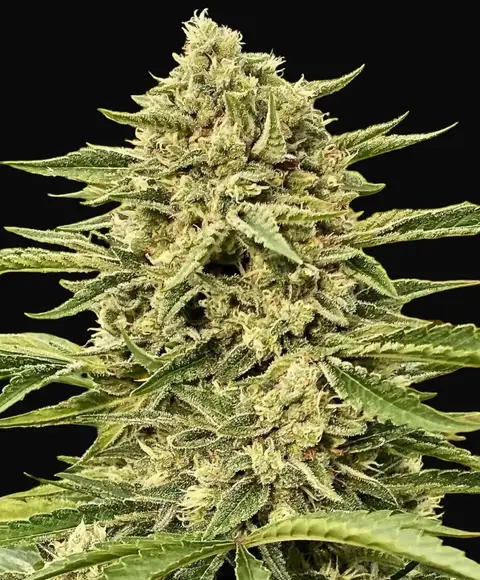 Blue Dream Auto