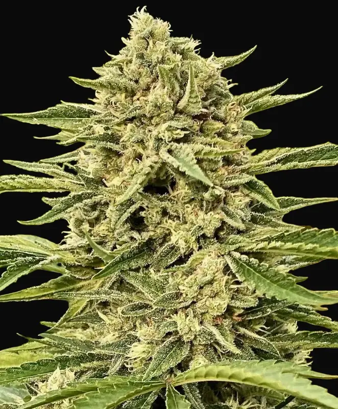 Blue Dream Auto